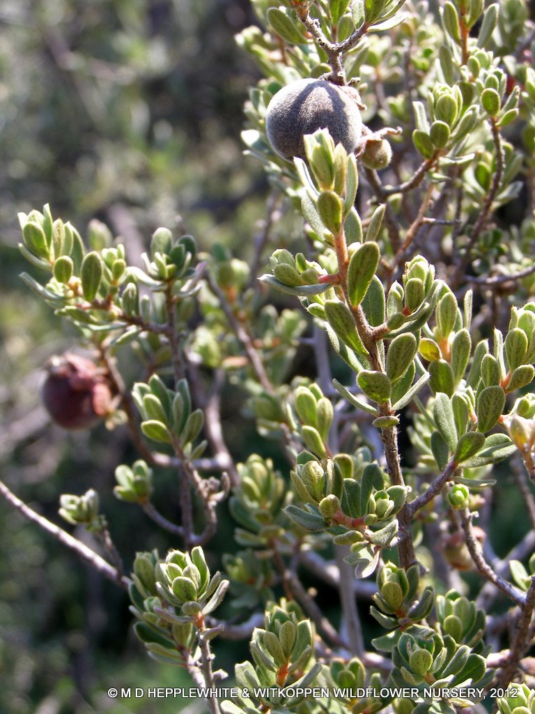 معرفی و راهنمای پرورش درختان میوه - سیب ستاره ای آفریقای جنوبی